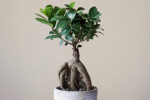 42a746d292d040b5a5e3b084a26287b7_1484585832-480x320