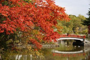 鎌倉の紅葉の見頃 鎌倉の結婚式場 Kotowa 鎌倉 鶴ヶ岡会館 神奈川 公式